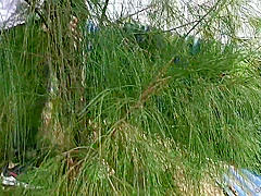 Filming A Video Of A student 18+ Having Sex Outdoors