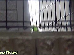 Publicly Pissing Asians