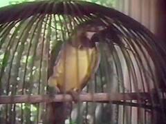 Vintage Pornstars 17